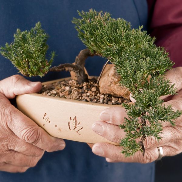 The Benefits of Using Bonsai Trees for Stress Relief and Meditation